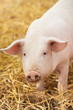 young piglet on hay at pig farm