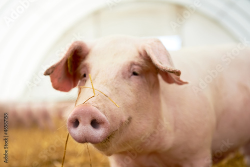 Photo: young piglet on hay at pig farm young piglet on hay at pig farm