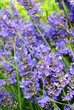 Photo: Lavendelblüten Lavendelblüten