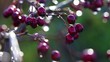 Weissdorn - Beeren - makroaufnahme
