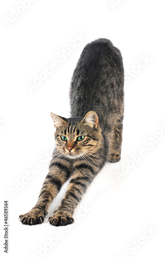 Photo: cat cat