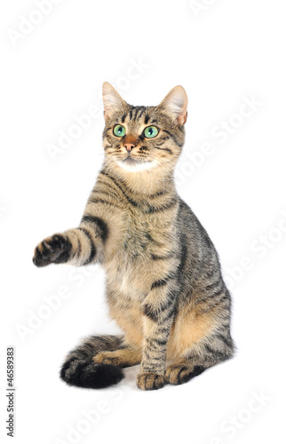 Photo: cat cat