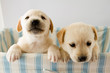 Puppies in basket - portrait of cute labrador puppies