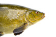 big tench fish  head on white