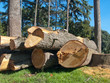 tree broken