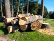 tree broken