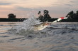 pike in river