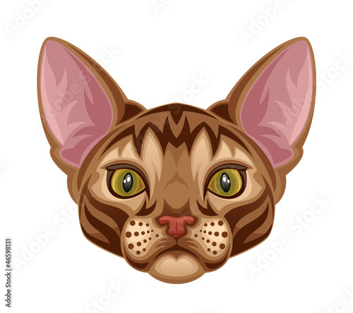 Vector: Kitten head Kitten head
