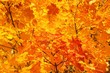 Foto: Ahornblatt - maple leaf 17 Ahornblatt - maple leaf 17