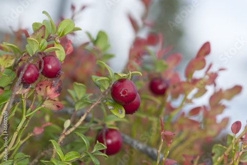 Photo: Cowberries or lingonberries, vibrant photo Cowberries or lingonberries, vibrant photo