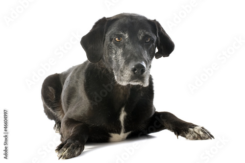 Photo: old labrador retriever old labrador retriever