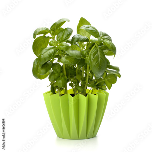 Photo: Sweet basil leaves Sweet basil leaves