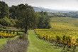 Vignes en automne