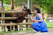 Young attractive woman feeding a group of lama