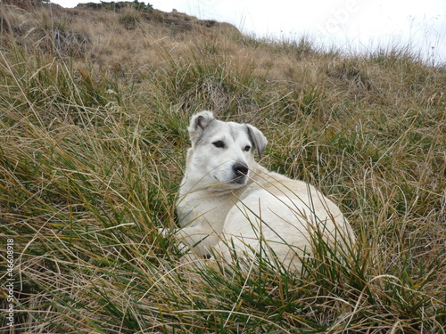 Photo: Mountain dog Mountain dog