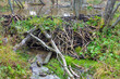 Beaver Dam on river