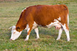 Cows grazing on a green summer meadow at sunny day