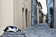 e il gatto dorme