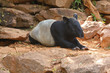 Malayan Tapir animal