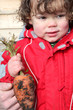 Little boy holding a carrot in kitchen garden