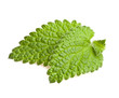 Photo: mint (isolated) mint (isolated)