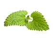 Photo: mint (isolated) mint (isolated)