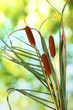 reeds on green background
