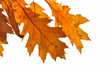 feuilles dorées d'un chêne