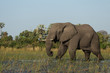 Elefant im Okavango Delta, Botswana