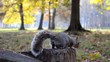 squirrels