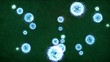 Cells