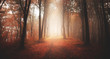 Autumnal foggy forest