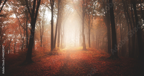 Photo: Autumnal foggy forest Autumnal foggy forest