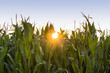 Maisfeld mit Abendsonne
