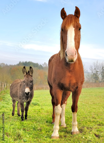 Photo: âne et cheval dans un pré âne et cheval dans un pré