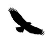 Raubvogel, Silhouette