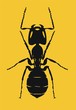 Ant
