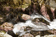 Natural algae in coastal Chile.