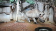 Video: Nashorn Nashorn