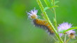 Video: Butterfly Caterpillar Butterfly Caterpillar