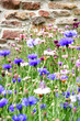 Foto: Wilde Blumen vor der Mauer Wilde Blumen vor der Mauer