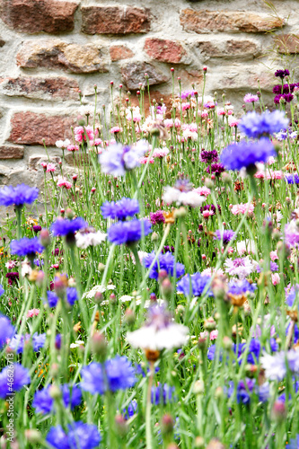 Photo: Wilde Blumen vor der Mauer Wilde Blumen vor der Mauer