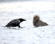 Crow and Squirrel