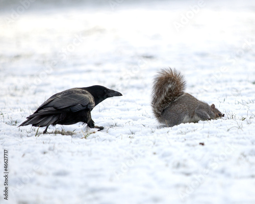 Photo: Crow and Squirrel Crow and Squirrel