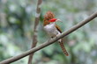 Banded Kingfisher