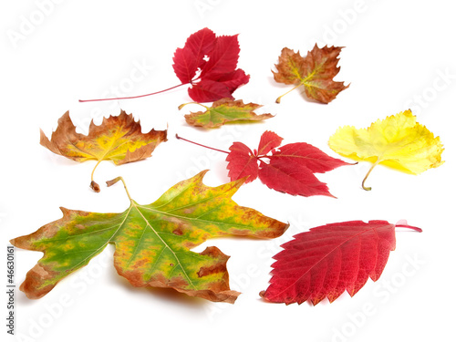 Photo: Fall colors Fall colors