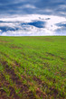 Wheet field.