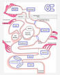 Human Digestive System made easy