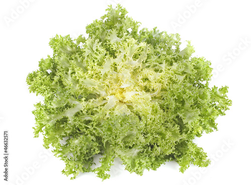 Photo: chicorée frisée chicorée frisée