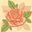 rose retro style design